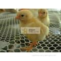 Plastic Extruded Mesh/Plastic Flat Net Used for Poultry, Duck, Chicken